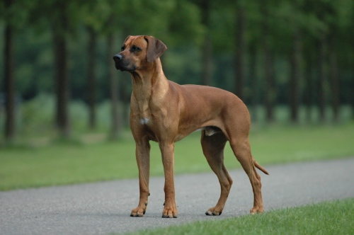 Rhodesian Ridgeback dog breed