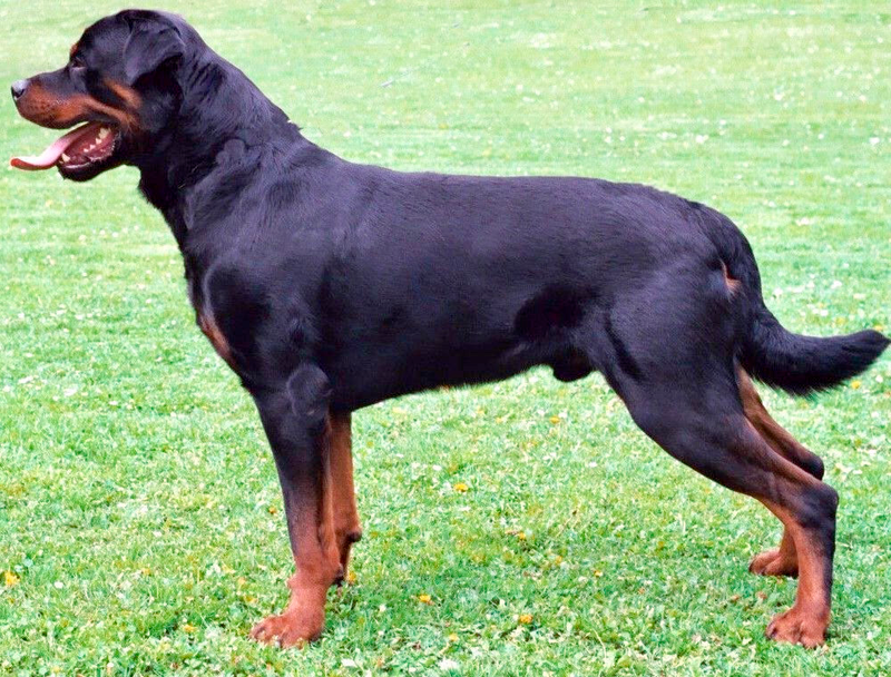 Rottweiler dog breed