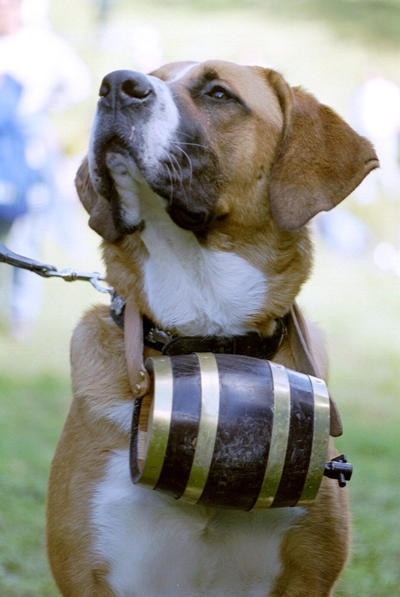 Saint Bernard dog breed
