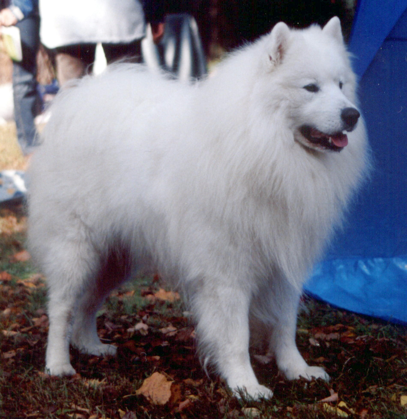 Samoyed dog breed