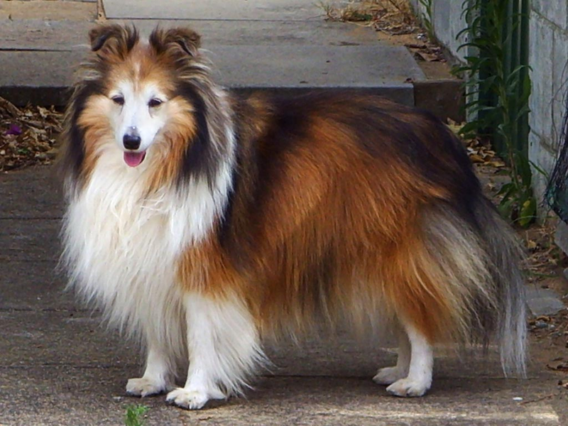 Shetland Sheepdog dog breed