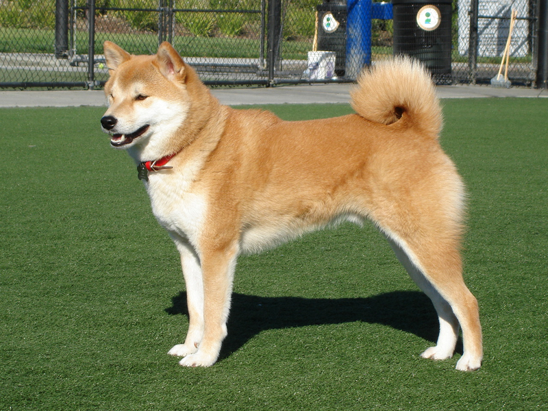 Shiba Inu dog breed