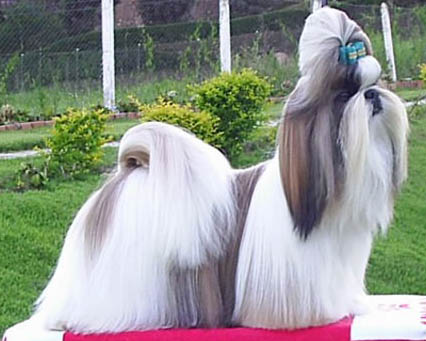 Shih Tzu dog breed