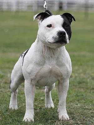 Staffordshire Bull Terrier dog breed