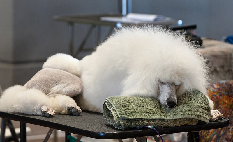 Standard Poodle dog breed