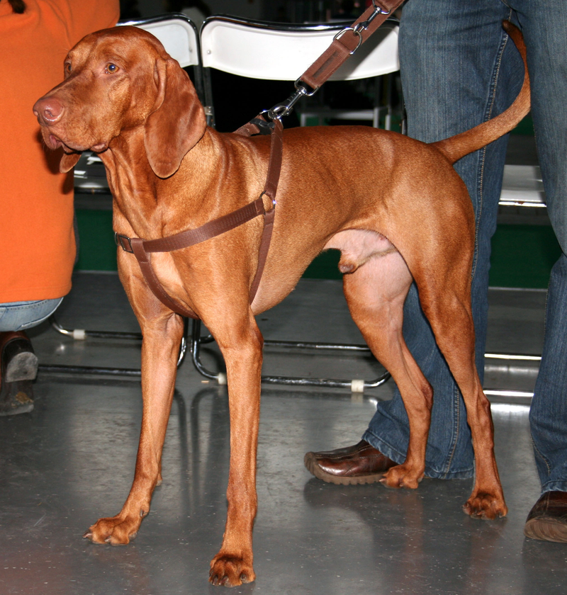 Vizsla dog breed