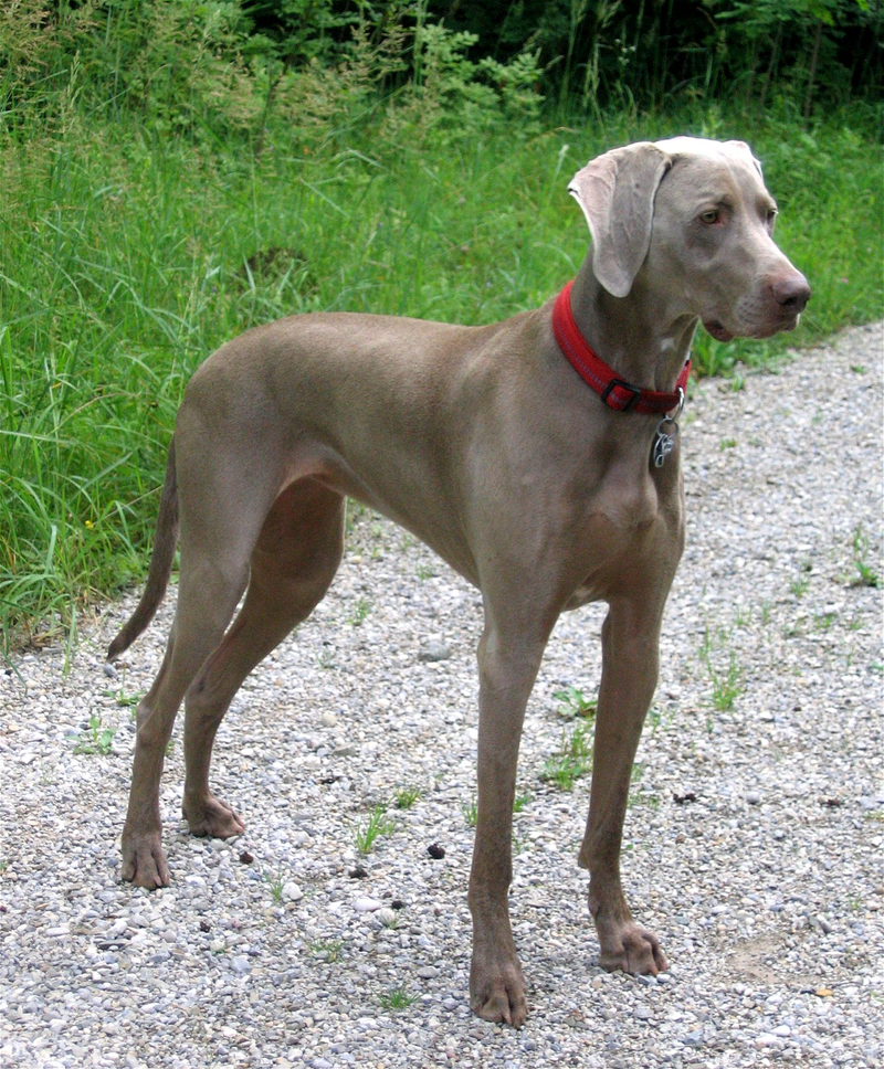 Weimaraner dog breed