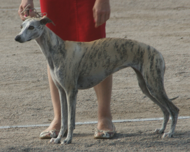 Whippet dog breed