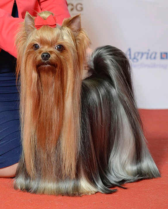 Yorkshire Terrier dog breed