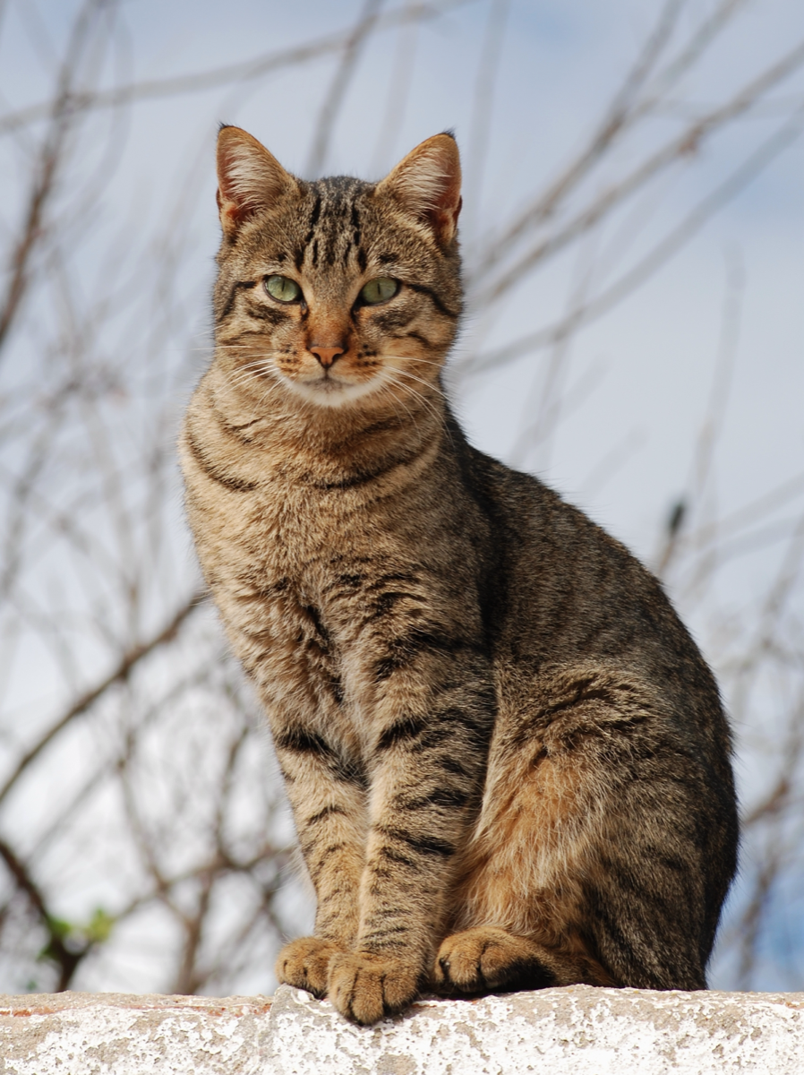 A popular pet in Netherlands