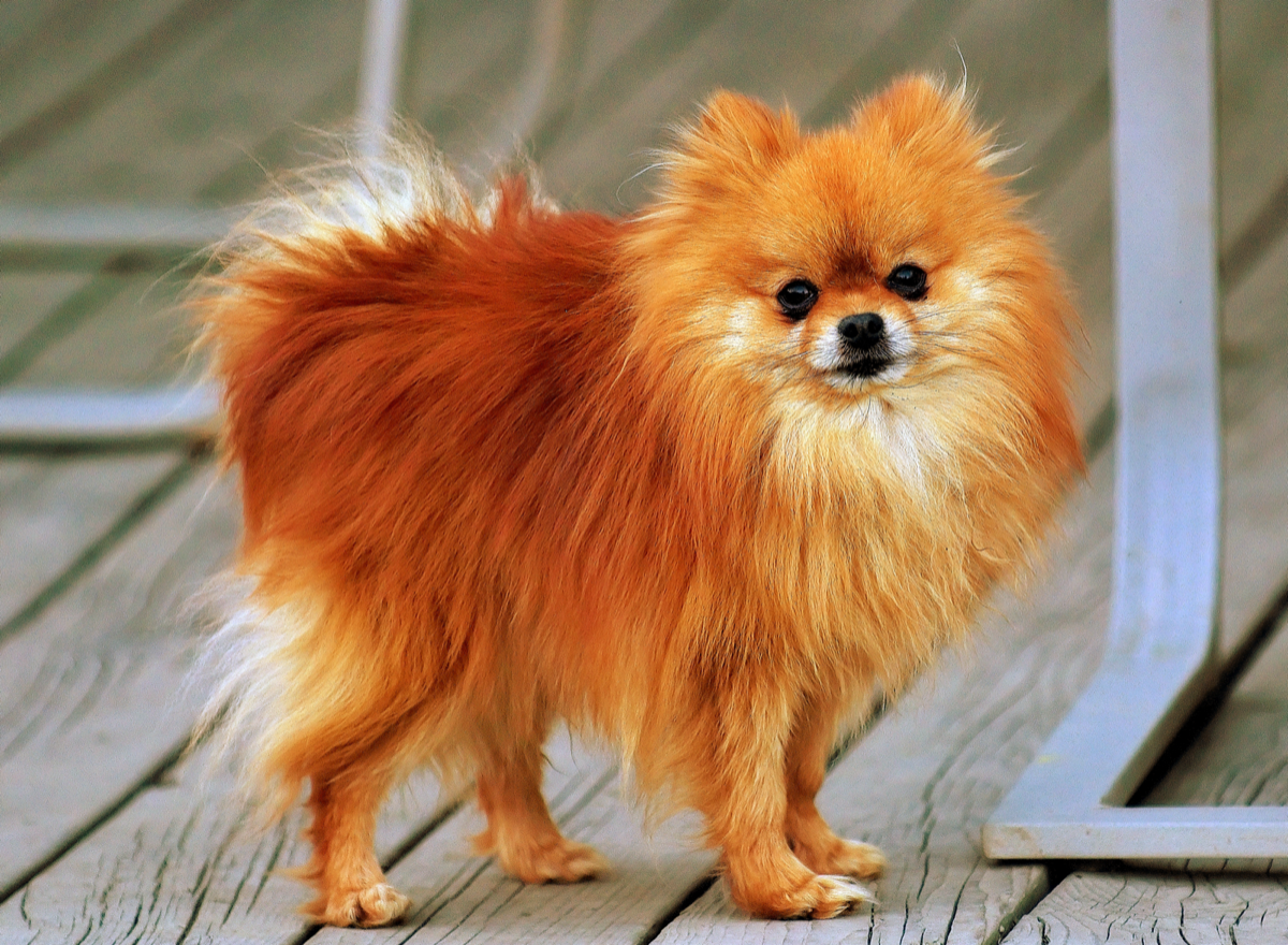 A popular pet in South Korea