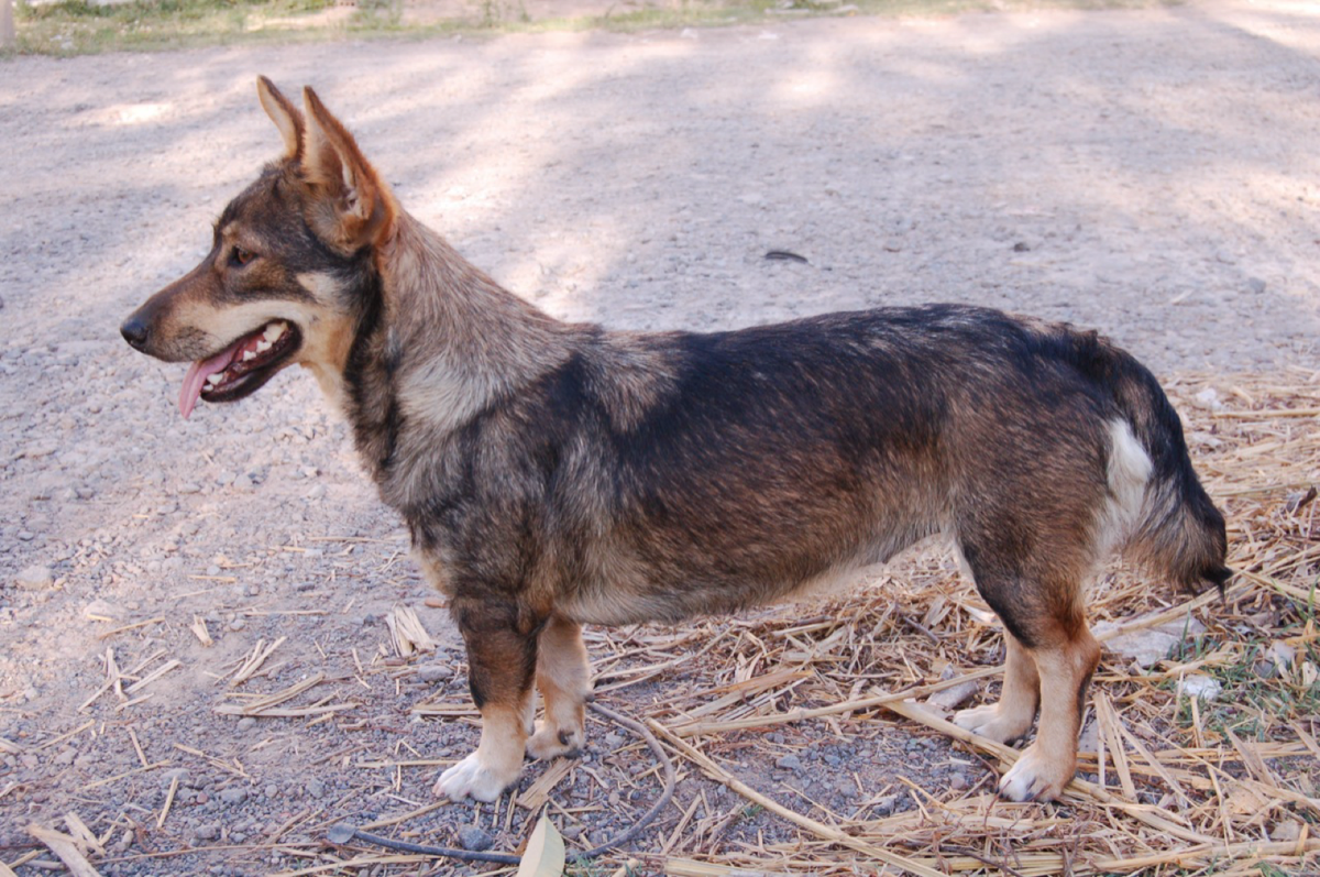 A popular pet in Sweden
